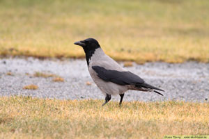 Kråka, Corvus corone